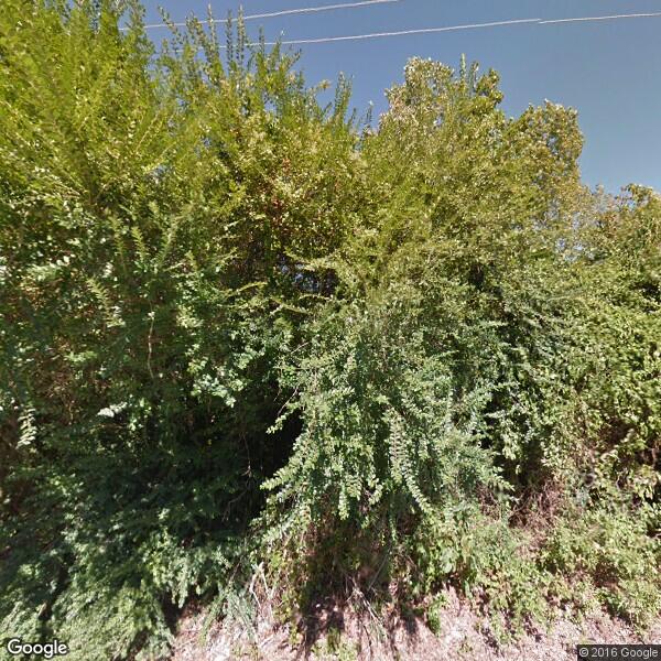 Wendell's Tree Services