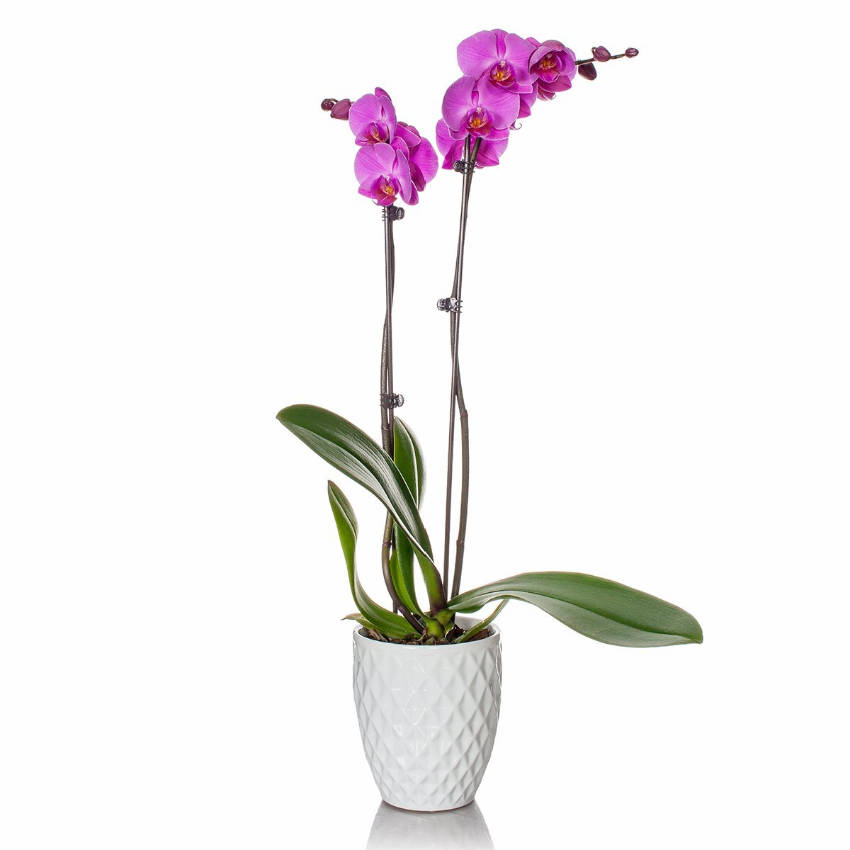 This orchid is super easy to take care of!