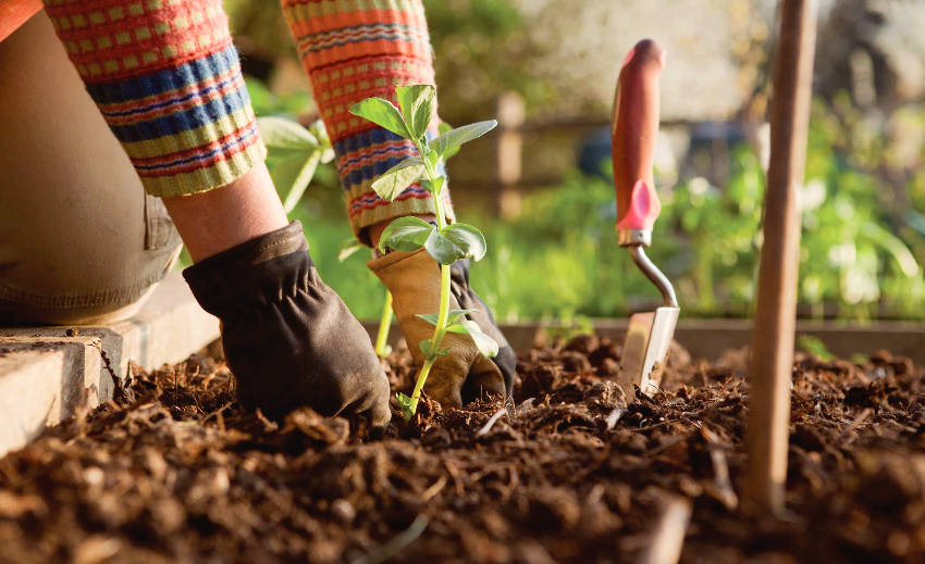 Taking notes goes a long way for gardening.