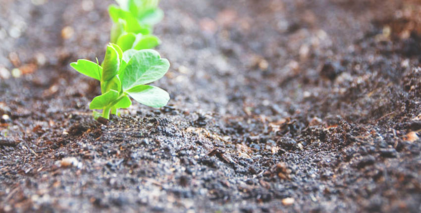 The soil is an essential element of good gardening.