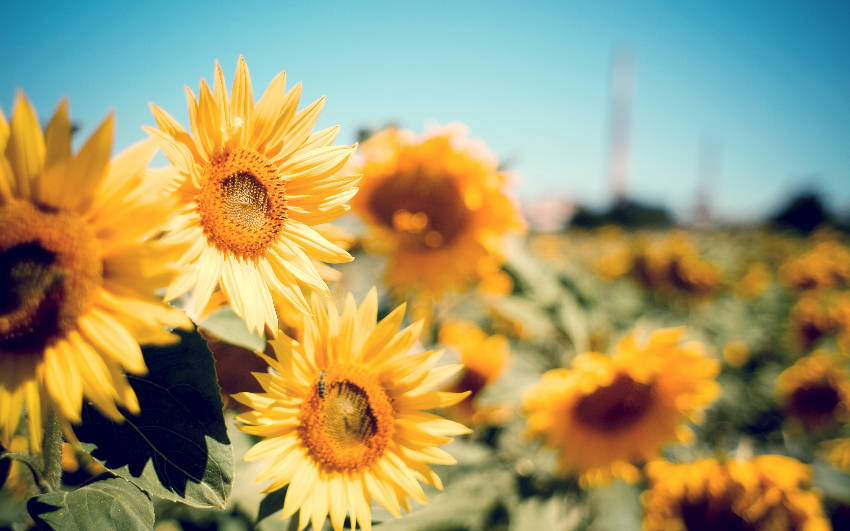 Sunflowers are very easy to plant for beginners.