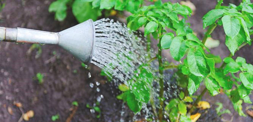 Watering the right way is very important to get healthy plants.