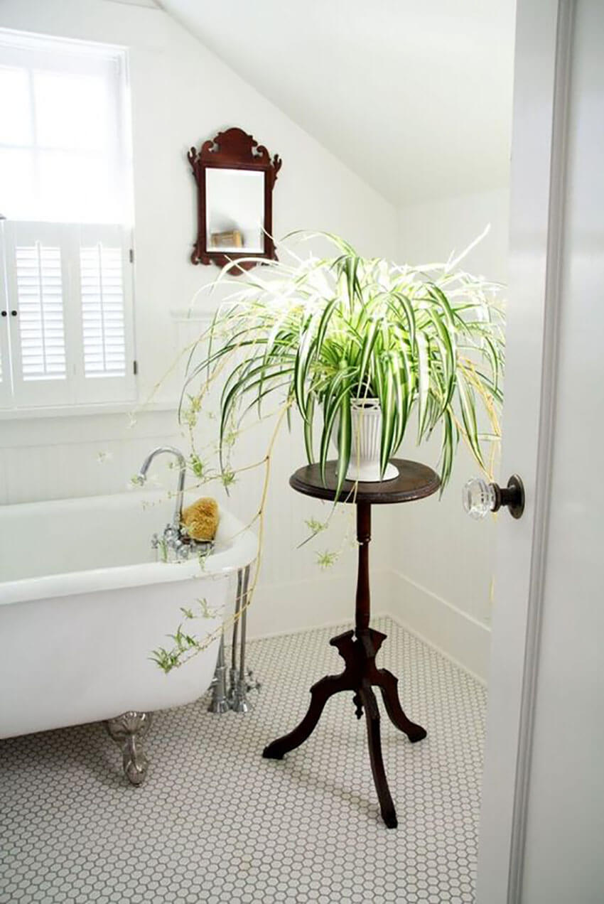 Spider plants are very easy to take care of and look beautiful anywhere. 