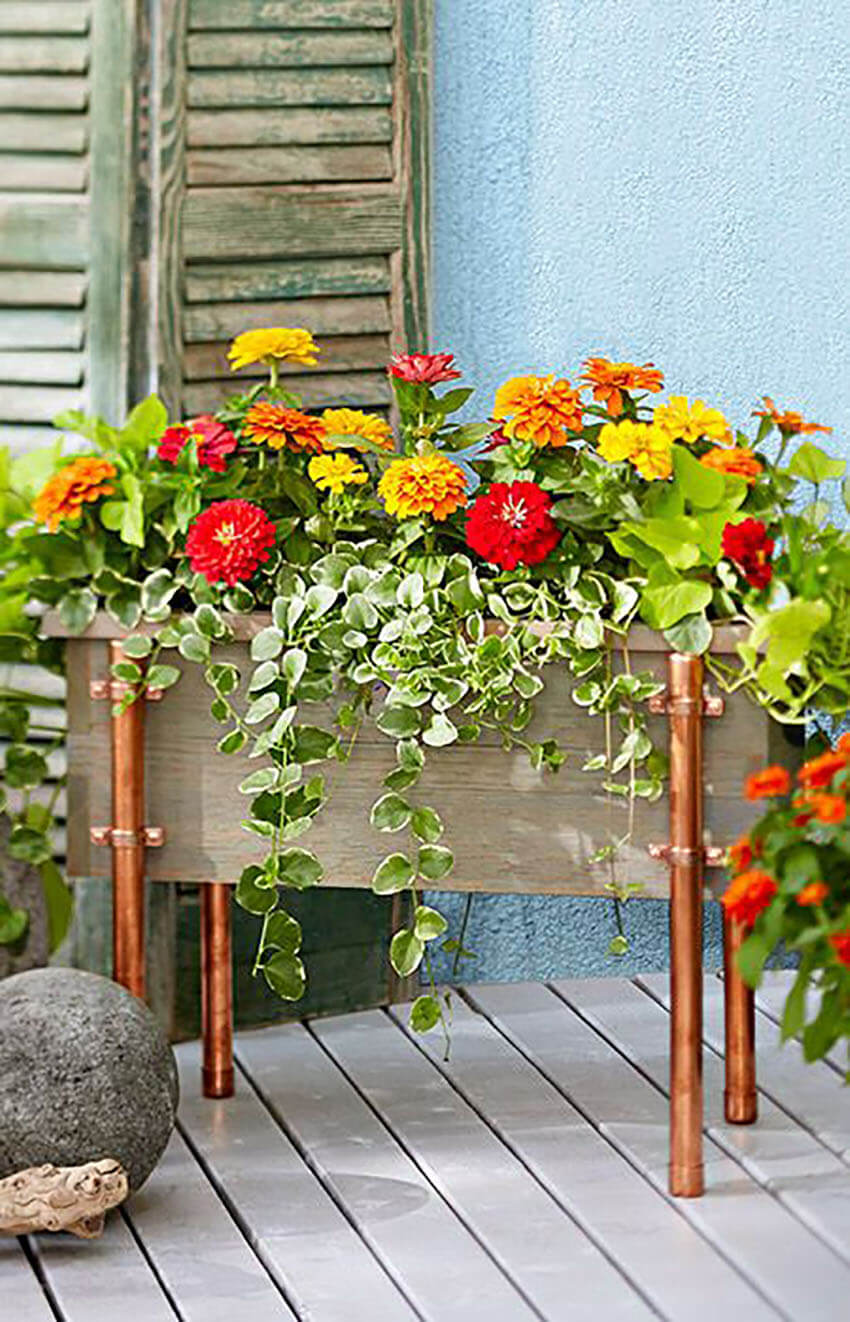 Marigolds are a great option to keep the mosquitoes away.