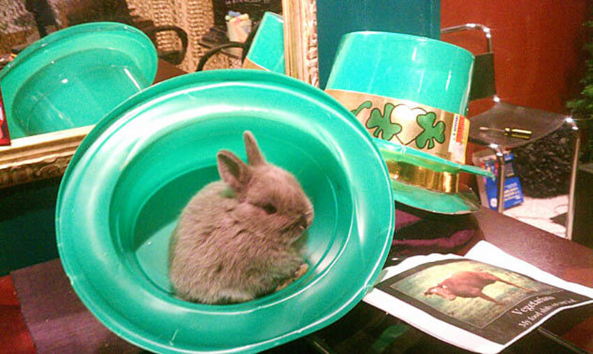 Bunny wanted a magic trick straight out of a St. Patrick's Day hat!