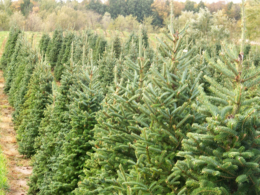 Day off - 6 Tips for Picking the Perfect Christmas Tree