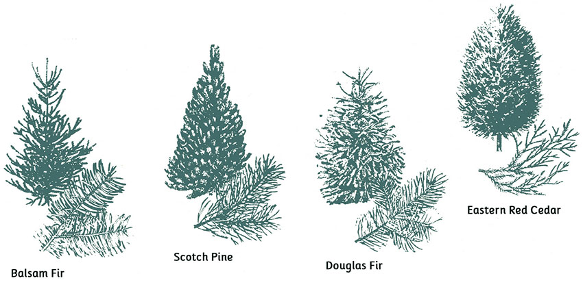 Tree Types - Tips for Picking the Perfect Christmas Tree