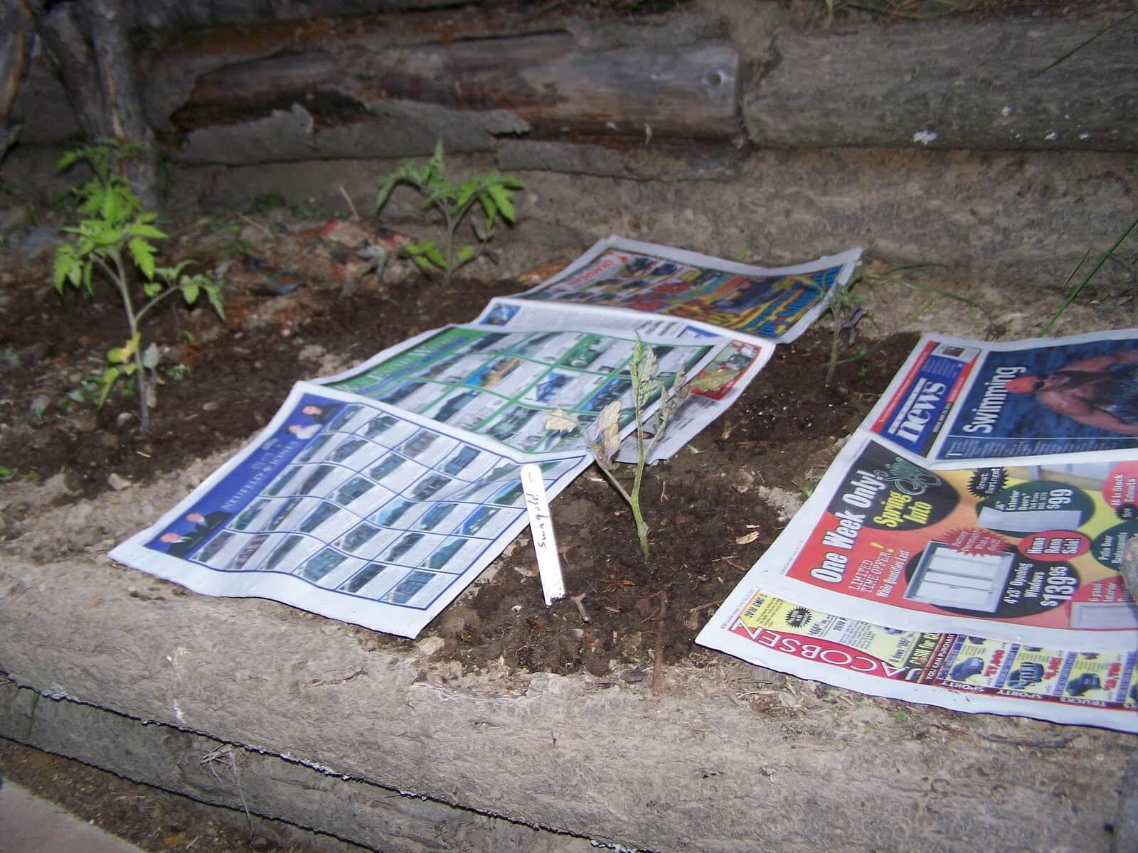 Smothering the weeds with newspaper is an effective and cheap method