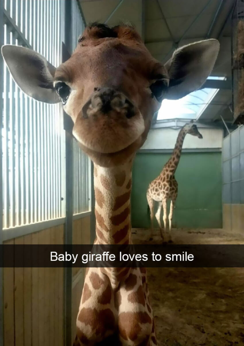 This baby giraffe is super cute!